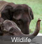 Kerala Wildlife